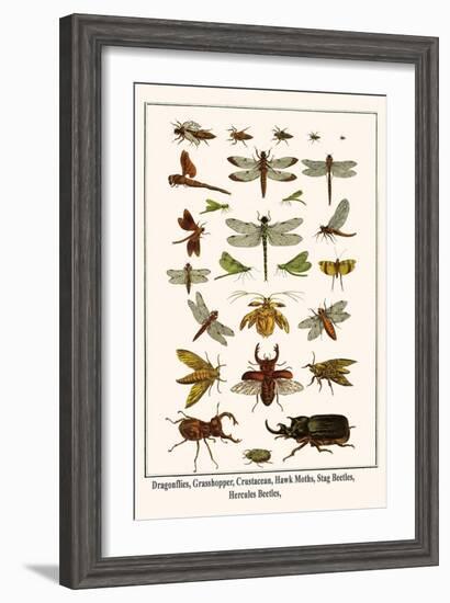 Dragonflies, Grasshopper, Crustacean, Hawk Moths, Stag Beetles, Hercules Beetles,-Albertus Seba-Framed Art Print