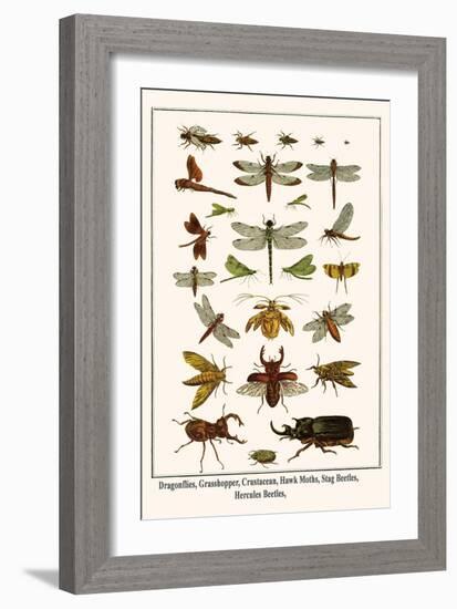 Dragonflies, Grasshopper, Crustacean, Hawk Moths, Stag Beetles, Hercules Beetles,-Albertus Seba-Framed Art Print