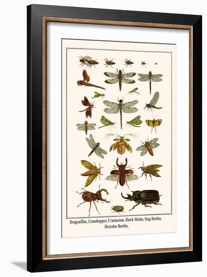 Dragonflies, Grasshopper, Crustacean, Hawk Moths, Stag Beetles, Hercules Beetles,-Albertus Seba-Framed Art Print