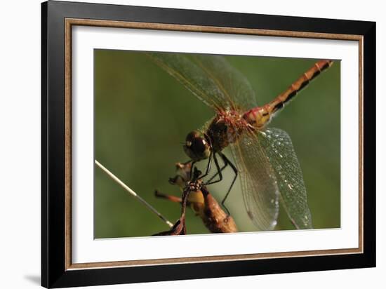 Dragonflies-Gordon Semmens-Framed Photographic Print