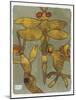 Dragonfly and Friends 16-Maria Pietri Lalor-Mounted Giclee Print