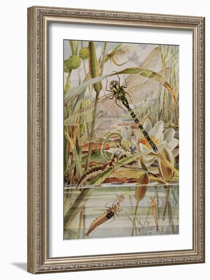 Dragonfly and Mayfly, Illustration from 'Stories of Insect Life' by William J. Claxton, 1912-Louis Fairfax Muckley-Framed Giclee Print