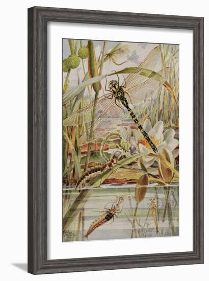 Dragonfly and Mayfly, Illustration from 'Stories of Insect Life' by William J. Claxton, 1912-Louis Fairfax Muckley-Framed Giclee Print