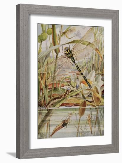 Dragonfly and Mayfly, Illustration from 'Stories of Insect Life' by William J. Claxton, 1912-Louis Fairfax Muckley-Framed Giclee Print