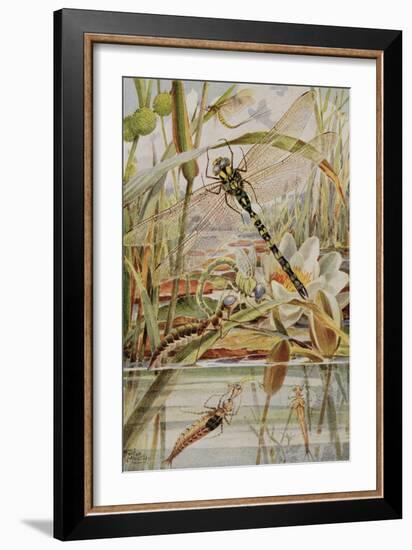 Dragonfly and Mayfly, Illustration from 'Stories of Insect Life' by William J. Claxton, 1912-Louis Fairfax Muckley-Framed Giclee Print