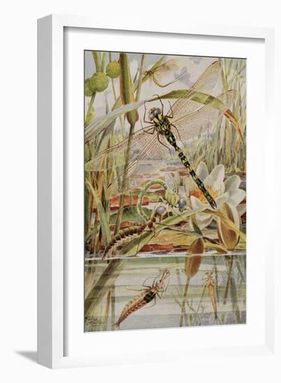 Dragonfly and Mayfly, Illustration from 'Stories of Insect Life' by William J. Claxton, 1912-Louis Fairfax Muckley-Framed Giclee Print