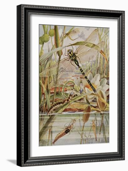 Dragonfly and Mayfly, Illustration from 'Stories of Insect Life' by William J. Claxton, 1912-Louis Fairfax Muckley-Framed Giclee Print