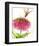 Dragonfly and Zinnia-Dawn Derman-Framed Art Print