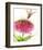 Dragonfly and Zinnia-Dawn Derman-Framed Art Print