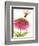 Dragonfly and Zinnia-Dawn Derman-Framed Premium Giclee Print