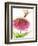 Dragonfly and Zinnia-Dawn Derman-Framed Premium Giclee Print