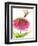 Dragonfly and Zinnia-Dawn Derman-Framed Premium Giclee Print