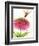 Dragonfly and Zinnia-Dawn Derman-Framed Premium Giclee Print