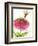 Dragonfly and Zinnia-Dawn Derman-Framed Premium Giclee Print