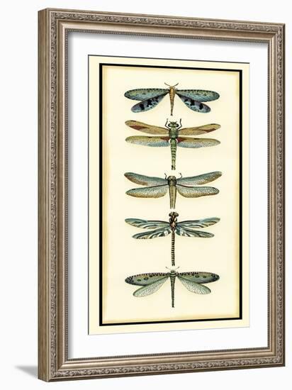 Dragonfly Collector I-Chariklia Zarris-Framed Art Print