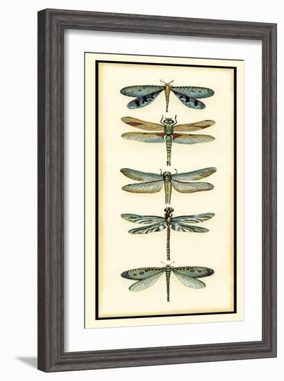 Dragonfly Collector I-Chariklia Zarris-Framed Art Print