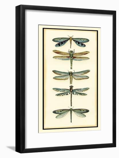 Dragonfly Collector I-Chariklia Zarris-Framed Art Print