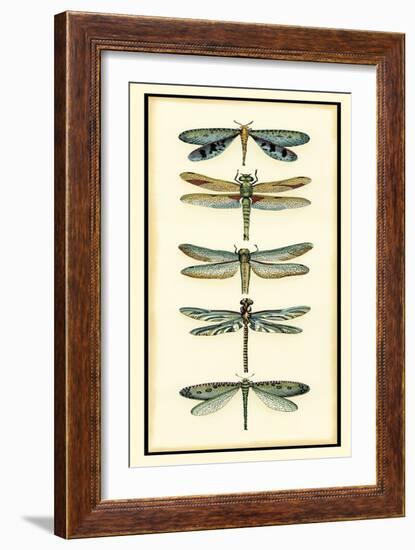 Dragonfly Collector I-Chariklia Zarris-Framed Art Print