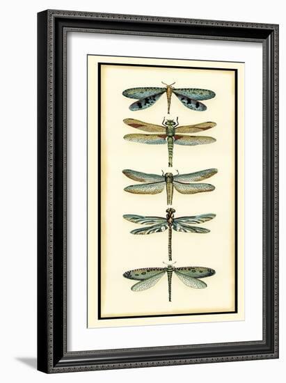 Dragonfly Collector I-Chariklia Zarris-Framed Art Print