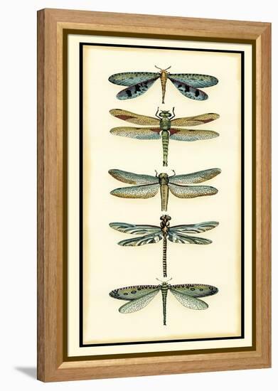 Dragonfly Collector I-Chariklia Zarris-Framed Stretched Canvas