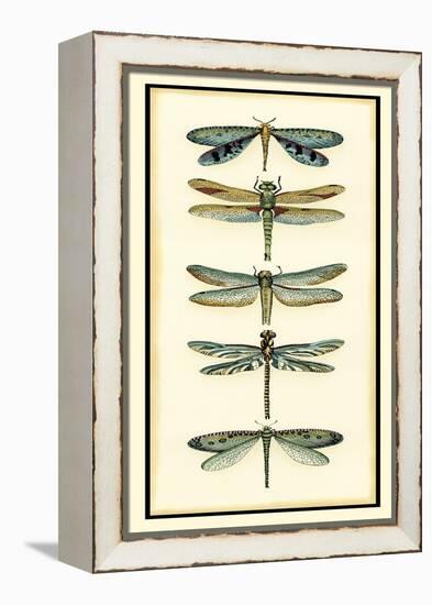 Dragonfly Collector I-Chariklia Zarris-Framed Stretched Canvas