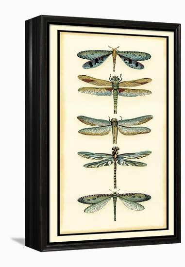 Dragonfly Collector I-Chariklia Zarris-Framed Stretched Canvas