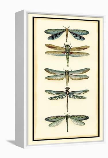 Dragonfly Collector I-Chariklia Zarris-Framed Stretched Canvas