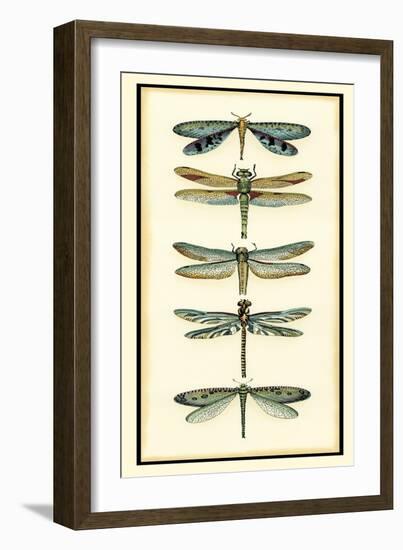 Dragonfly Collector I-Chariklia Zarris-Framed Premium Giclee Print