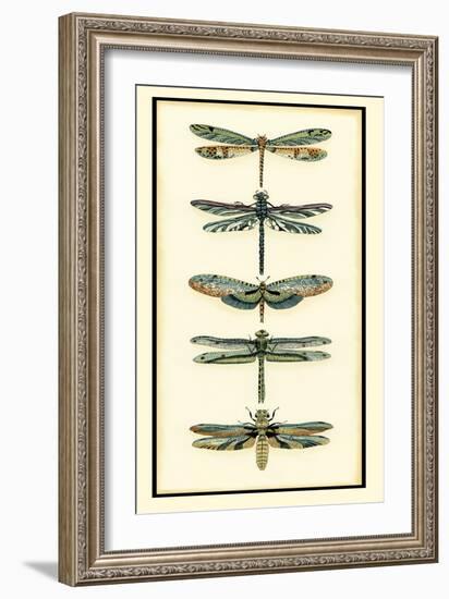 Dragonfly Collector II-Chariklia Zarris-Framed Art Print