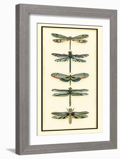 Dragonfly Collector II-Chariklia Zarris-Framed Art Print