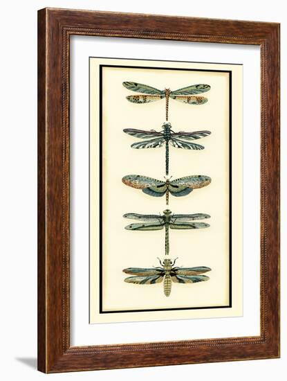 Dragonfly Collector II-Chariklia Zarris-Framed Art Print