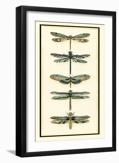 Dragonfly Collector II-Chariklia Zarris-Framed Art Print