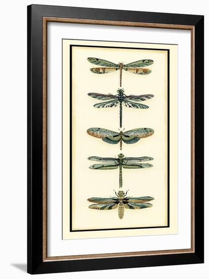 Dragonfly Collector II-Chariklia Zarris-Framed Art Print