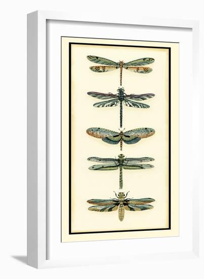 Dragonfly Collector II-Chariklia Zarris-Framed Art Print