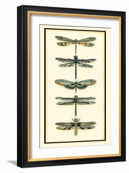 Dragonfly Collector II-Chariklia Zarris-Framed Art Print