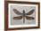 Dragonfly Fossil Eocene 53 MYA-null-Framed Photographic Print