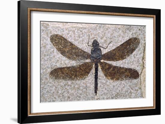 Dragonfly Fossil Eocene 53 MYA-null-Framed Photographic Print