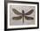 Dragonfly Fossil Eocene 53 MYA-null-Framed Photographic Print