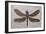 Dragonfly Fossil Eocene 53 MYA-null-Framed Photographic Print