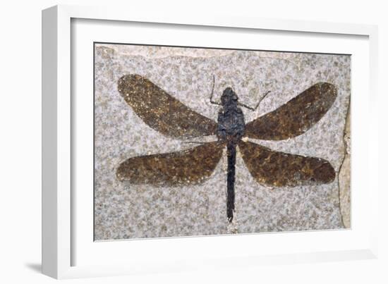 Dragonfly Fossil Eocene 53 MYA-null-Framed Photographic Print