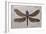 Dragonfly Fossil Eocene 53 MYA-null-Framed Photographic Print