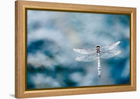 Dragonfly Hovering over Blue Water-James White-Framed Premier Image Canvas