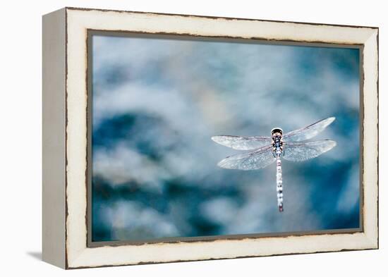 Dragonfly Hovering over Blue Water-James White-Framed Premier Image Canvas