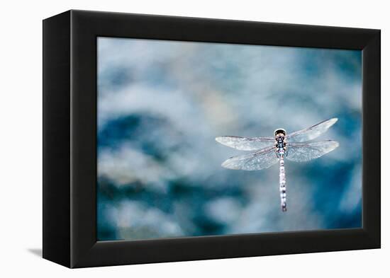 Dragonfly Hovering over Blue Water-James White-Framed Premier Image Canvas