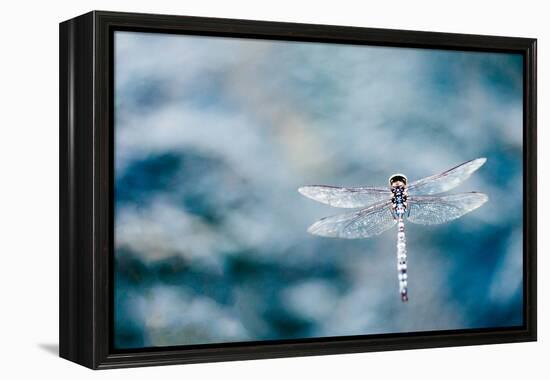 Dragonfly Hovering over Blue Water-James White-Framed Premier Image Canvas