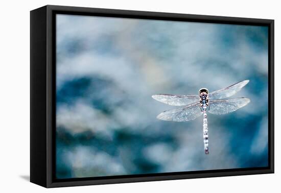 Dragonfly Hovering over Blue Water-James White-Framed Premier Image Canvas