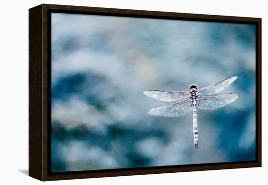 Dragonfly Hovering over Blue Water-James White-Framed Premier Image Canvas