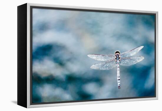 Dragonfly Hovering over Blue Water-James White-Framed Premier Image Canvas