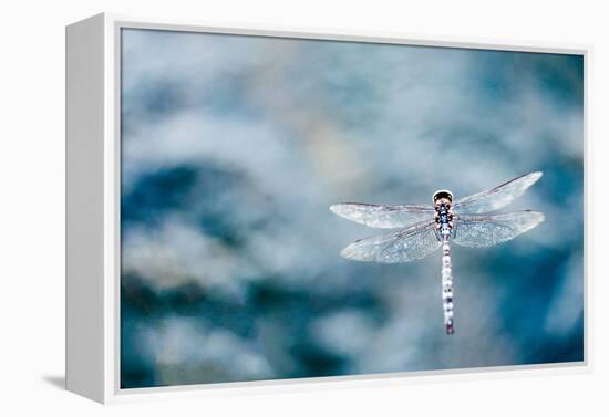 Dragonfly Hovering over Blue Water-James White-Framed Premier Image Canvas