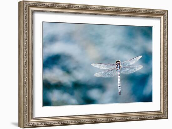 Dragonfly Hovering over Blue Water-James White-Framed Photographic Print